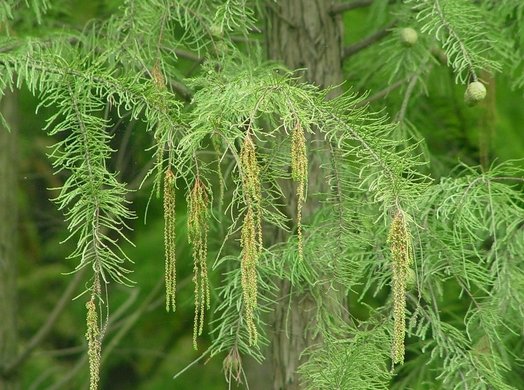 Taxodium ascendens seed